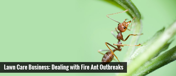 Image ofLawn Care Business: Dealing with Fire Ant Outbreaks